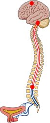 Spinal Cord Spinal Cord